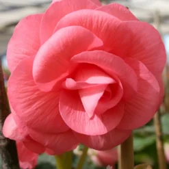 Menu Pink Double Begonia
