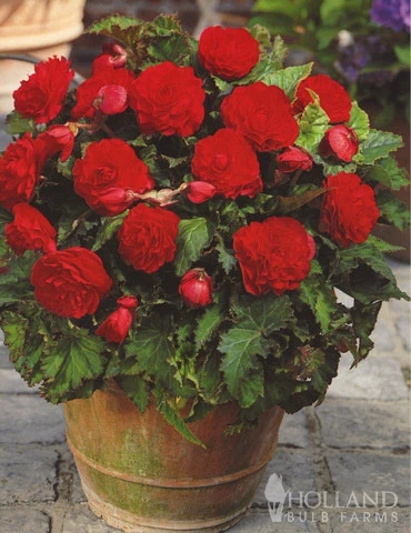Menu Double Begonia Collection - Image 13