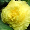 Menu Yellow Double Begonia