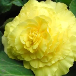 Menu Yellow Double Begonia