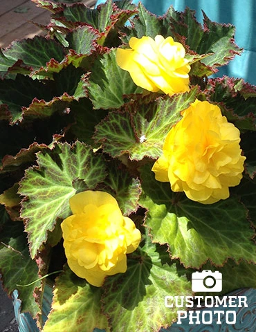 Menu Yellow Double Begonia - Image 5
