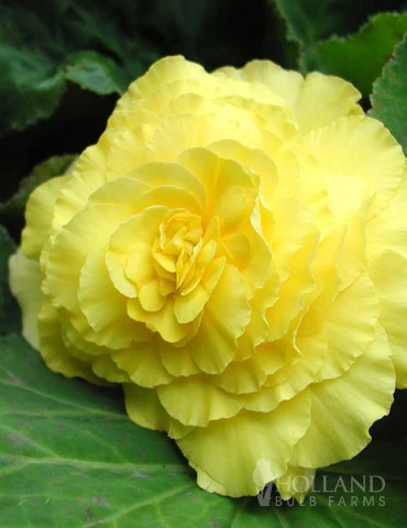Menu Double Begonia Collection - Image 14