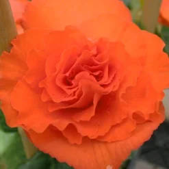 Menu Orange Double Begonia