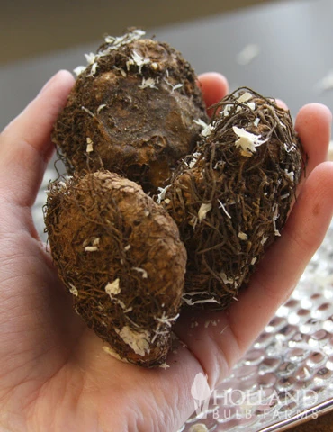 Menu Blazing Scarlet Shade Planter Collection - Image 6