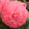 Menu Ruffled Pink Begonia