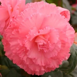 Menu Ruffled Pink Begonia