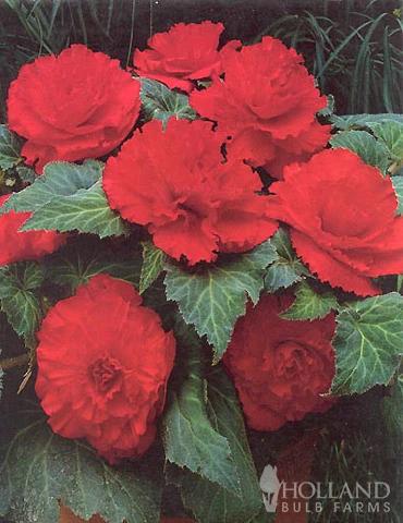 Menu Ruffled Begonia Collection - Image 9