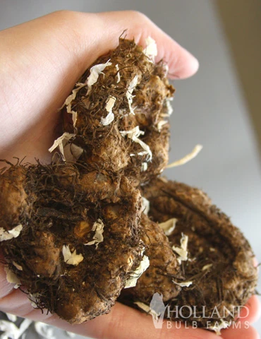 Menu Ruffled Begonia Collection - Image 13