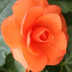Menu Apricot Roseform Begonia
