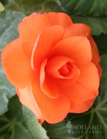 Menu Apricot Roseform Begonia