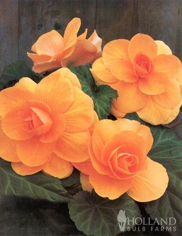 Menu Apricot Roseform Begonia - Image 3