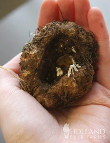 Menu Apricot Roseform Begonia - Image 4