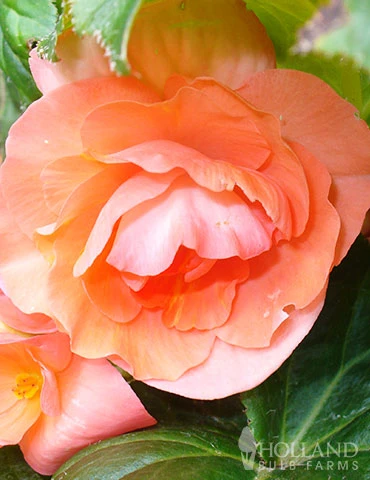 Menu Apricot Roseform Begonia - Image 2