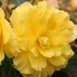 Menu Yellow Hanging Basket Begonias