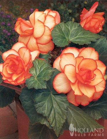 Menu Apricot & Scarlet Sunburst Picotee Begonia - Image 4