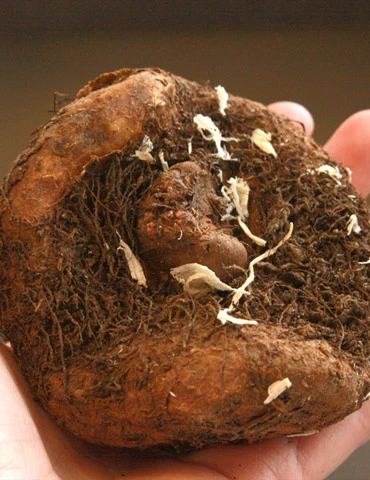 Menu Apricot & Scarlet Sunburst Picotee Begonia - Image 5