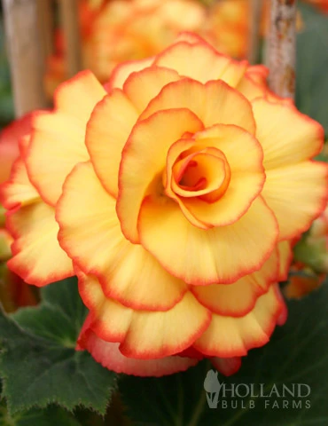 Menu Apricot & Scarlet Sunburst Picotee Begonia