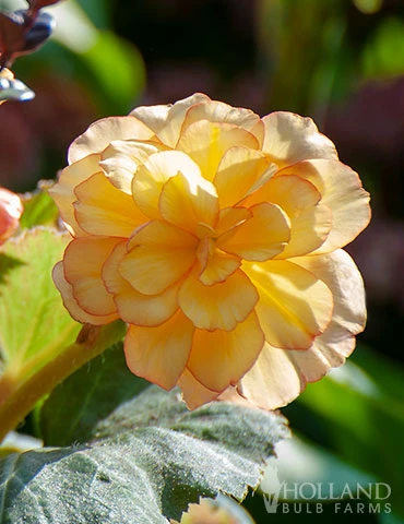 Menu Picotee Begonia Collection - Image 8