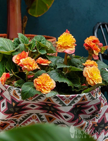 Menu Picotee Begonia Collection - Image 7