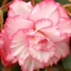 Menu White And Red Picotee Begonia
