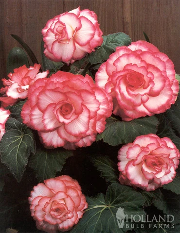 Menu White And Red Picotee Begonia - Image 3