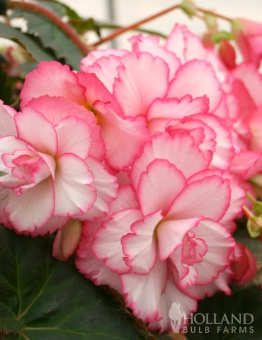 Menu Picotee Begonia Collection - Image 14