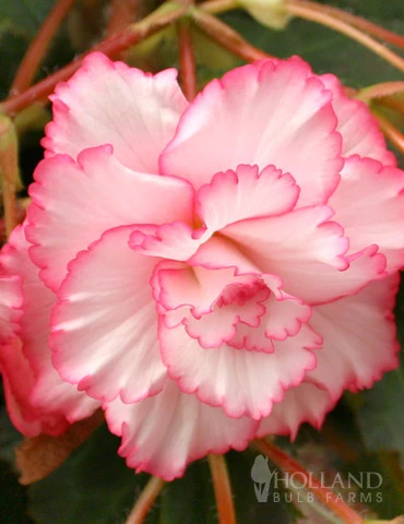 Menu White And Red Picotee Begonia