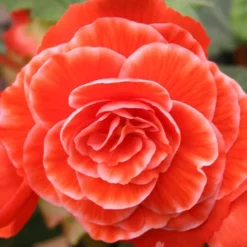 Menu Salmon Lace Picotee Begonia