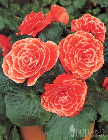 Menu Picotee Begonia Collection - Image 16