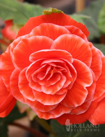 Menu Picotee Begonia Collection - Image 15