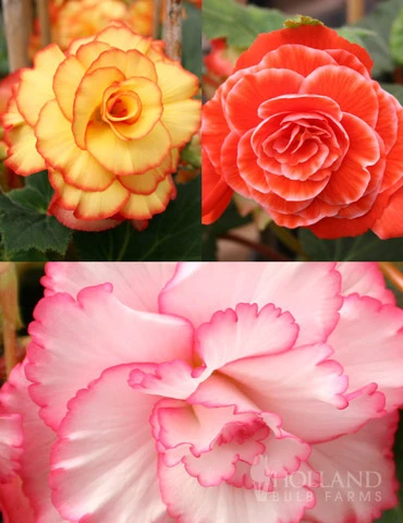 Menu Picotee Begonia Collection