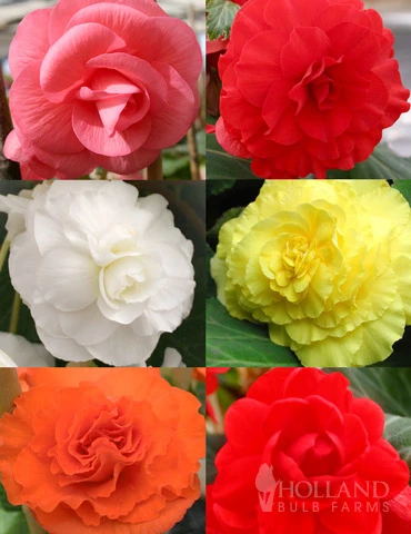 Menu Double Begonia Collection