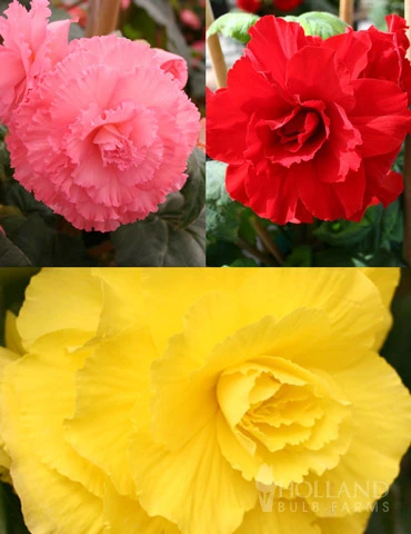 Menu Ruffled Begonia Collection