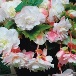 Menu Angelique Begonia