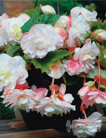Menu Angelique Begonia