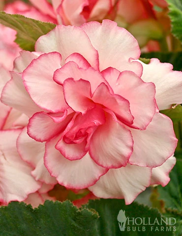 Menu Bouton De Rose Double Begonia - Image 2