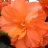 Menu Orange Hanging Basket Begonias