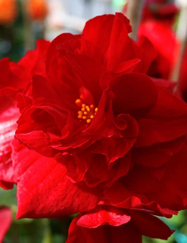 Menu Dark Leaf Red Begonia - Image 2