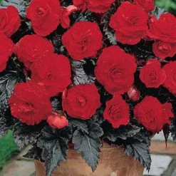 Menu Dark Leaf Red Begonia