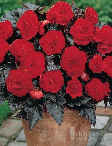 Menu Dark Leaf Red Begonia