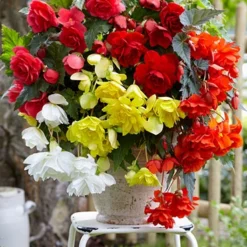 Menu Cascade Mix Begonia