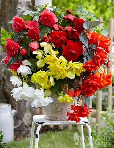 Menu Cascade Mix Begonia