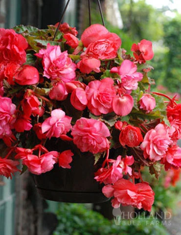 Menu Pink Hanging Basket Begonia