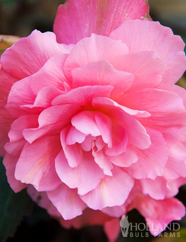 Menu Pink Hanging Basket Begonia - Image 2