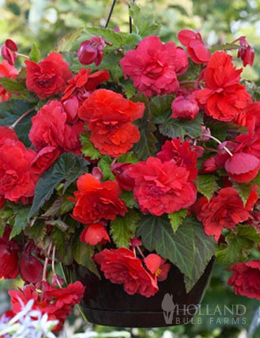 Menu Red Hanging Basket Begonia - Image 2