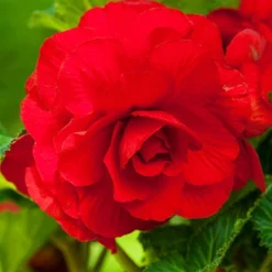 Menu Red Hanging Basket Begonia
