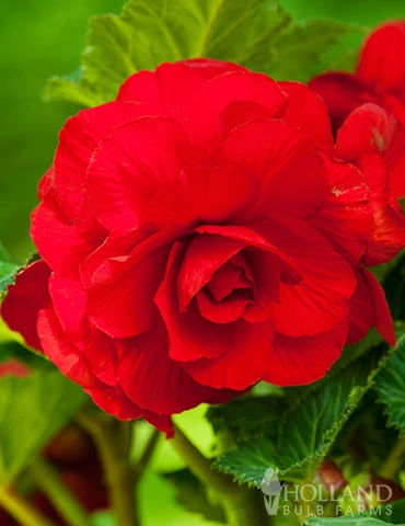 Menu Red Hanging Basket Begonia
