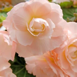Menu Pink Blush Scentiment Begonia