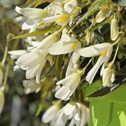 Menu Santa Barbara Begonia