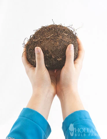 Menu Santa Cruz Begonia - Image 2